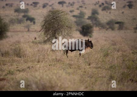 Ein einzelner Gnus, Antiope, Hornträger, im Fokus. Einsam in einer Landschaft, die am Morgen in der Savanne des nationalparks tsavo, Kenia, gedreht wurde Stockfoto