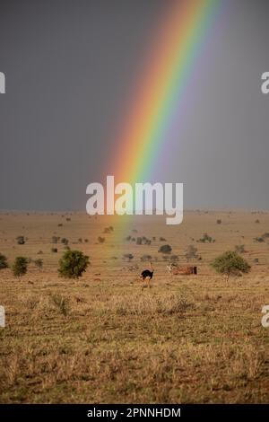 Wunderschöne, breite Landschaft bis zum Ufer und den Regenbögen in der Savanne des Taita Hills Wildlife Sanctuary, African Ostrich Tsavo East, Kenia Stockfoto