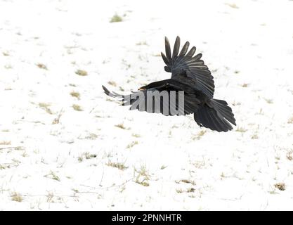 Black Craw fliegt über eine schneebedeckte Wiese Stockfoto