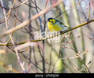 Schwarzkopf-Goldfink (Carduelis spinus), der auf einem Ast sitzt Stockfoto