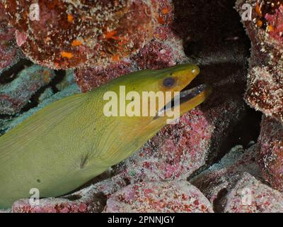 Green Moray (Gymnothorax funebris), Tauchplatz John Pennekamp Coral Reef State Park, Key Largo, Florida Keys, Florida, USA Stockfoto