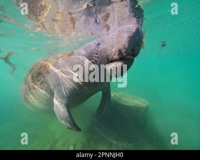 Rundschwanzmanatee (Trichechus manatus), Tauchplatz am Crystal River, Florida, USA Stockfoto