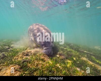 Rundschwanzmanatee (Trichechus manatus) weidet, Tauchplatz am Crystal River, Florida, USA Stockfoto