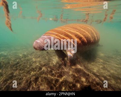 Rundschwanzmanatee (Trichechus manatus), Tauchplatz am Crystal River, Florida, USA Stockfoto