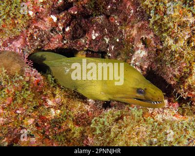 Green Moray (Gymnothorax funebris), Tauchplatz John Pennekamp Coral Reef State Park, Key Largo, Florida Keys, Florida, USA Stockfoto