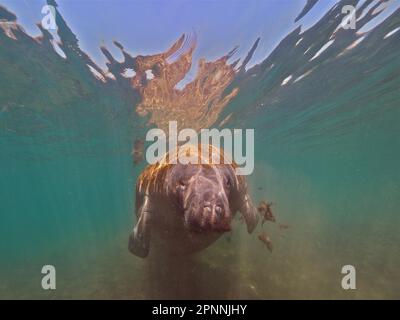 Rundschwanzmanatee (Trichechus manatus), Tauchplatz am Crystal River, Florida, USA Stockfoto