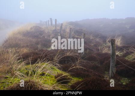 Zaun in der Dünenlandschaft, Nebel, Sylt, Nordfriesische Insel, Nordfriesien, Nordsee, Schleswig-Holstein, Deutschland Stockfoto