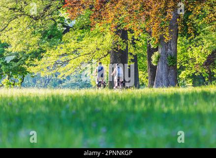 Alte Bäume, Herbst im Rosenstein-Park, ein Paar, das im Landschaftspark Bad Cannstatt, Stuttgart, Baden-Württemberg, Deutschland, radelt Stockfoto