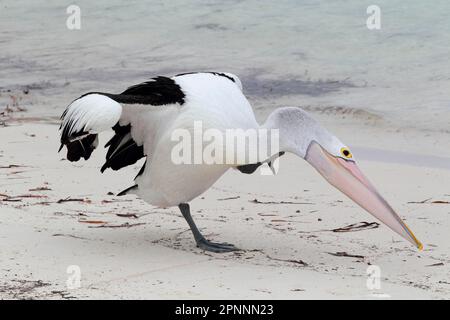 australischer pelikan (Pelecanus conspicillatus), Erwachsener, kratzend, am Strand stehend, Westaustralien, Australien Stockfoto