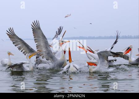 Erwachsene und Jungfische des dalmatinischen Pelikans (Pelecanus crispus), Gruppe, die auf von Fischern geworfenen Fisch springt, Kerkini-See, Mazedonien, Griechenland Stockfoto