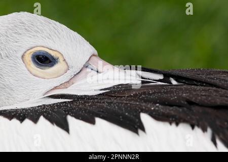 australischer pelikan (Pelecanus conspicillatus), Erwachsener, Nahaufnahme des Kopfes mit Schnabel unter den Flügeln, schläft (in Gefangenschaft) Stockfoto