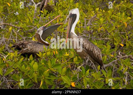 Meerespelikane, Braunpelikane, Meerespelikane, Braunpelikane, Ruddy Pelikane, Tiere, Vögel, Galapagos Brown Pelican (Pelecanus occidentalis Stockfoto