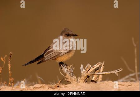 Say's Phoebe (Sayornis Saya) hoch oben auf dem Zweig, Bosque, New Mexico (U.) S.A. Stockfoto