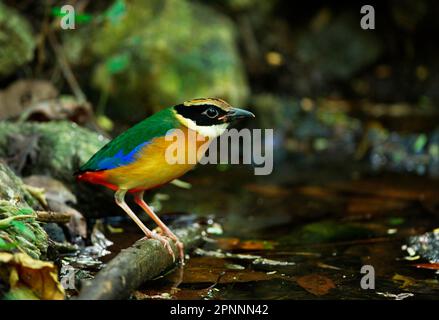 Blauflügelige Pitta (Pitta moluccensis) unreif, erstes Winterfieber, steht am Waldbecken, Kaeng Krachan N. P. Thailand Stockfoto