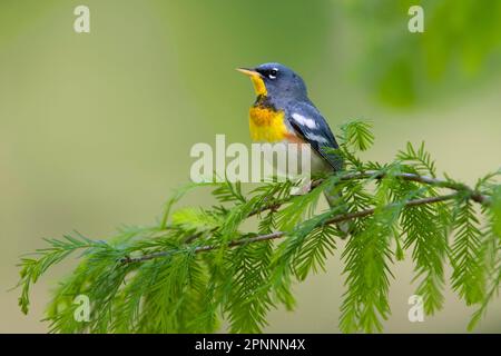 Nördlicher Parula (Parula americana), Singvögel, Tiere, Vögel, nördlicher Parula, männlich, hoch oben auf utricularia ochroleuca (U.) (U.) S. A. Stockfoto