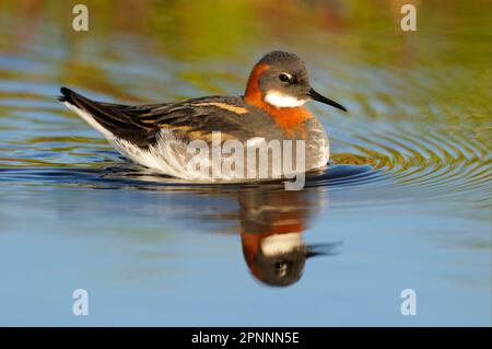 Rothals-Phalarope (Phalaropus lobatus), weiblich, Zuchthupfer, Schwimmen, Island Stockfoto