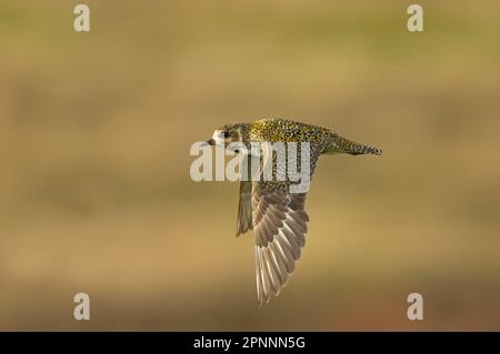 Europäischer Goldpfeifer (Pluvialis apricaria), Erwachsener, Sommerzucht, im Flug über Moorland, Gelb, Shetland-Inseln, Schottland, Großbritannien Stockfoto