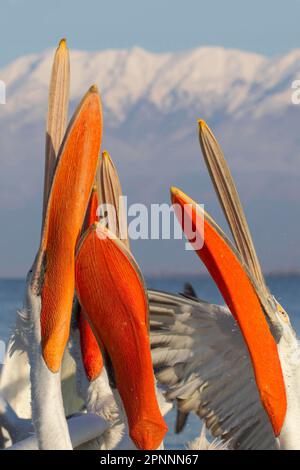 Adulte dalmatinische Pelikane (Pelecanus crispus), Nahaufnahme von Kopf und Schnabel, Herde, die nach von Fischern zurückgeworfenen Fischen wettert, Kerkini-See, Mazedonien, Griechenland Stockfoto