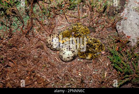 Eier und Küken des europäischen Goldpfeifers (Pluvialis apricaria) im Nest Stockfoto