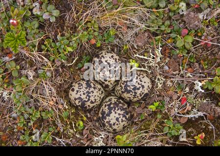 Europäischer Goldpfeifer (Pluvialis apricaria) vier Eier im Nest, Varangerfjord, Finnmark, Norwegen Stockfoto