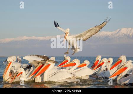 Adulte dalmatinische Pelikane (Pelecanus crispus), Herde, die um von Fischern zurückgeworfene Fische konkurriert, Kerkini-See, Mazedonien, Griechenland Stockfoto