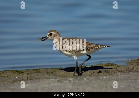 Graue Pfeife (Pluvialis squatarola), Erwachsener, Winterzucht, Fütterung von Krabben, am Wasserrand, Florida (U.) S. A. Stockfoto