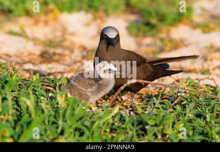 Noddy-tern, Noddy-tern, Noddy-terns, Tern, Tiere, Vögel, gemeiner Noddy (Anous stolidus), Erwachsene mit Küken, Australien Stockfoto