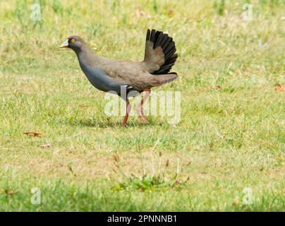 Gallinula ventralis, Nativehen (Tribonyx ventralis), Rebhuhn, Rebhuhn, Rebhuhn, Rotbein, Rebhuhn, Rotbein, Rotbein Stockfoto