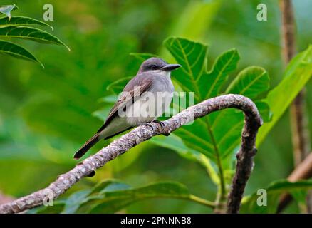 Grey Kingbird (Tyrannus dominicensis vorax), Erwachsener, hoch oben auf einem Ast, Fond Doux Plantation, St. Lucia, Windward Islands, Kleine Antillen Stockfoto