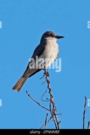 Graue Kingbird (Tyrannus dominicensis dominicensis), Erwachsener, hoch oben auf dem Zweig, Halbinsel Zapata, Provinz Matanzas, Kuba Stockfoto