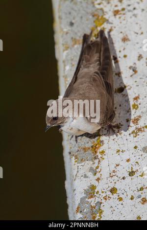 Eurasische kammmuschel martin (Ptyonoprogne rupestris), Cliff Swallows, Singvögel, Tiere, Vögel, Schwalben, Crag Martin, hoch oben auf der Brücke Stockfoto