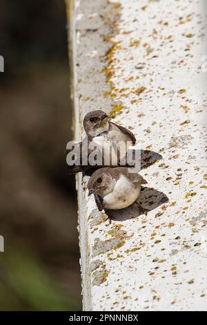 Eurasische kammmuschel martin (Ptyonoprogne rupestris), Cliff Swallows, Singvögel, Tiere, Vögel, Schwalben, Crag-Martin-Paar auf der Seite der Brücke Stockfoto