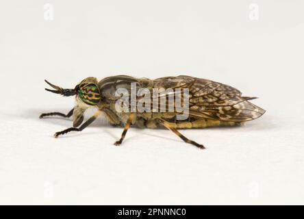 Regenbremse, Gewitterbremse, Regenbogenbremse, Regenpferde (Haematopota pluvialis) (Tabanidae), Gewitterbremsen, Regenbogenbremsen, andere Stockfoto