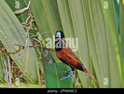 Atricapilla, dreifarbige Munia (Lonchura malacca), Schwarzkopfnonnen, Finken, Singvögel, Tiere, Vögel, Chestnut Munia (Lonchura atricapilla), Erwachsene Stockfoto