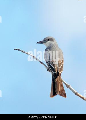 Grauer Königsvogel (Tyrannus dominicensis), Graue Königsvogel, Tiere, Vögel, Grauer Königsvogel Erwachsener, Hoch oben auf Stamm, Providenciales, Caicos-Inseln, Türken Stockfoto