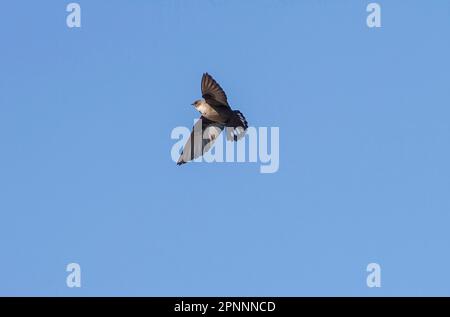 Eurasische kammmuschel martin (Ptyonoprogne rupestris), Cliff Swallows, Singvögel, Tiere, Vögel, Swallows, Crag Martin im Flug, Spanien Stockfoto