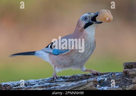 Der eurasische jay (Garrulus glandarius) mit Walnuss im Schnabel Stockfoto