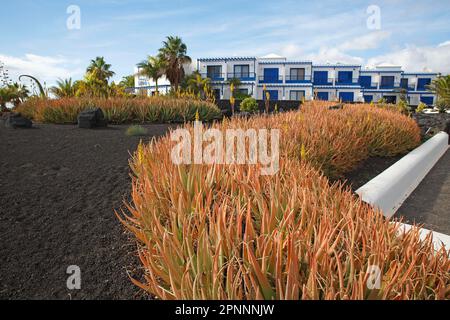 Garten mit echten Aloe Veras (Aloe Vera), vor dem Apartmentkomplex, Paseo Maritimo Strandpromenade, Las Colaradas, Playa Blanca, Lanzarote Stockfoto