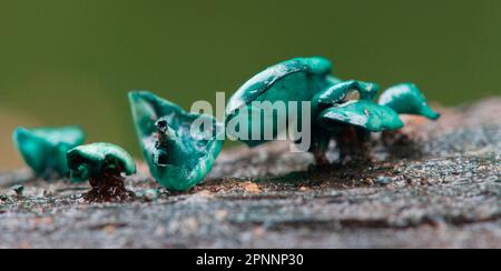 Kleinsporige Verdigris-Cupling Stockfoto