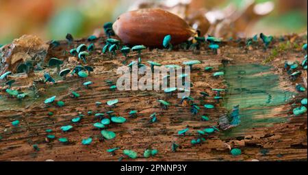 Kleinsporige Verdigris-Cupling Stockfoto