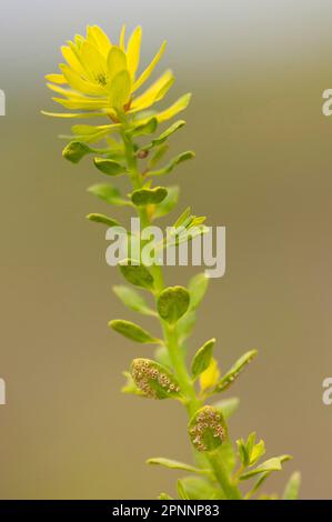 Uromyces pisi (Euphorbia cyparissias) Stockfoto