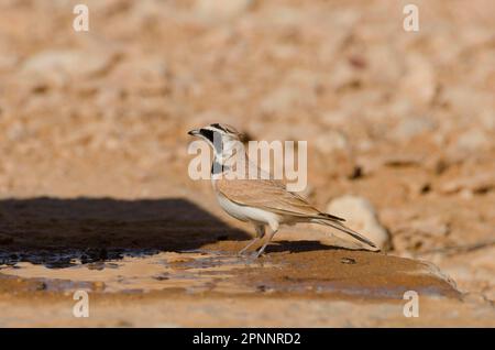 Temmincksche Lerche (Eremophila bilopha) Stockfoto