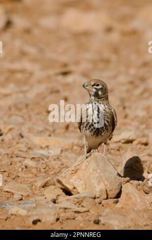 (Ramphocoris Kloster) Stockfoto