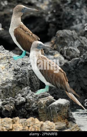 Blau-footed Sprengfallen Stockfoto