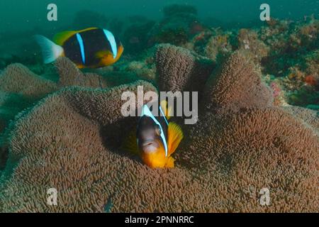 Ein Paar Allards Anemonefische (Amphiprion allardi) in seiner Seeanemone, der Teppichanemone. Tauchplatz Aliwal Shoal, Umkomaas, KwaZulu Natal, Südafrika Stockfoto