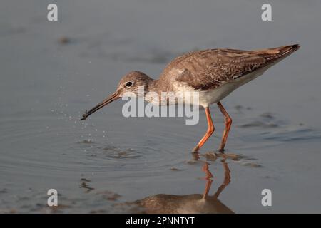 Single Common Redshank (Tringa totanus), Stand in flachem Wasser, Mai Po Boardwalk, Deep Bay, Hongkong 25. Februar 2023 Stockfoto