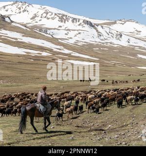 Kirgisistan - Mai 2022: Stockrider Shepherd mit seinen Nutztieren. In Kirgisistans Bergregionen ist es üblich, Hirten zu sehen, die sich um sie kümmern Stockfoto