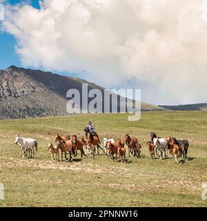 Kirgisistan - Mai 2022: Stockrider Shepherd mit seinen Nutztieren. In Kirgisistans Bergregionen ist es üblich, Hirten zu sehen, die sich um sie kümmern Stockfoto