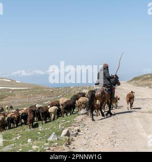 Kirgisistan - Mai 2022: Stockrider Shepherd mit seinen Nutztieren. In Kirgisistans Bergregionen ist es üblich, Hirten zu sehen, die sich um sie kümmern Stockfoto