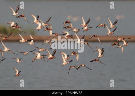 Herde von Curlew Sandpipers (Calidris ruficollis), im Flug, Mai Po Nature Reserve, Hongkong, China 17. April 2023 Stockfoto
